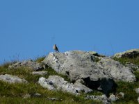 09-la montagne d'Outray, la faune